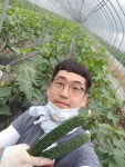 [해인들농장] 가시오이(10kg) GAP우수관리인증농장 2023영천시청년농부 : 해인들농장