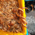 [바다한끼 바랄맛] 서해안 돌문어 500g : 바다한끼 바랄맛