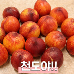 신선 천도복숭아 달콤함의 끝 풍부한과즙 제철과일 2Kg 특대16-20과 : 리빙꾸미