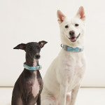 퍼피갤러리 디자인 강아지 목줄 XS 플레이테니스 애견 산책줄 Collar : PICKYSHOP 피키샵