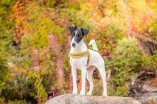 퍼피앤제이 유럽 핀란드 휜네로 애견 하네스 시바견 강아지 키스 T자 가슴줄 비요르 : 퍼피앤제이