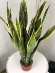 높이 약 80cm 농장 직영 산세베리아 대형 공기정화식물 : 서비내