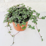 [천신화] 공기정화식물 / 타라 : 천신화