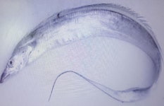 다원 토막갈치(대서양) 780g~820g 사이 (갈치구이,조림용) : 수산물전문 다원유통