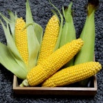 당일수확 제주 초당옥수수 10개 : 투데이팜