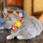 도그웨그 꽃개냥 강아지 목걸이 고양이 케이프 : 도그웨그