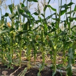 제주 초당옥수수 30개입 : 제주 수아네농장