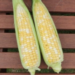 제주 초당옥수수 30개입 : 제주 수아네농장