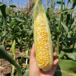 제주 초당옥수수 30개입 : 제주 수아네농장