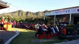 청송꿀사과농장 노란 황금사과 시나노골드 5kg10kg 사과즙 : 꽃심네청송꿀사과농장