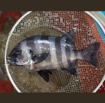 자연산 돌돔회 330g(손질 전 1kg) 아침 손질 저녁 도착, 데친 껍질 포함 : 진해만어부