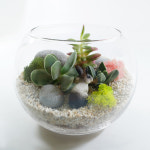 다육 테라리움 만들기 DIY 키트 동물 시리즈(15CM) : 비오스샵