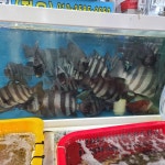 자연산 돌돔회 330g(손질 전 1kg) 아침 손질 저녁 도착, 데친 껍질 포함 : 진해만어부