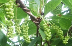 (백우산농장) 생오미자 10kg /농장직배송 : 백우산산나물