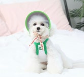 오드펫 오드스튜디오 또또또친구들 껴또 썬캡 강아지모자 선캡 : 벨르독