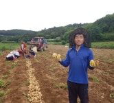 경북안동 감자농장 햇감자 수미 포슬 국산 쪄먹는 햇수미감자 : 사나이상회