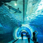 [제주도 패키지] 2박3일/메종글래드/ 제주를 반하다. - 그림자공연+아쿠아플라넷+족욕 : 주식회사 투엔티파이브