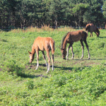 [제주도 패키지] 2박3일/메종글래드/ 노팁노옵션 - 산방산유람선+그림자공연+아쿠아플라넷 : 주식회사 투엔티파이브