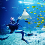 [제주도 패키지] 2박3일/메종글래드/ 노팁노옵션 - 산방산유람선+그림자공연+아쿠아플라넷 : 주식회사 투엔티파이브