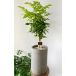 [서울지역만배송]녹보수 행복을 가져다 주는나무 개업선물 이전선물 집들이선물 : YSflower