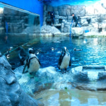 [제주도 패키지] 2박3일/아스타호텔/ 제주 한상차림 - 아쿠아플라넷+족욕+그림자공연+전 일정 특식 : 주식회사 투엔티파이브