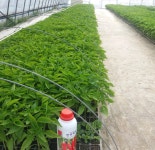 고춧가루 500g 게르마늄으로 잔류농약 줄인 고운입자,거친입자 선택 24년산 : 게르마늄농장