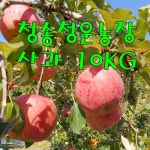 경북청송 꿀맛사과 부사사과 gap사과 (상품 )10kg : 청송청운농장