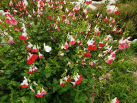 허브.체리세이지.핫립세이지.빨강색꽃.특 大.포트크기가 좋음.향기가 아주좋음.청량감좋음.상태굿.노지월동가능합니다~ : 꽃천지