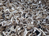 농장직송 큐브형 말린느타리버섯 말랭이 소포장  보관이 쉬운 슬라이스 건버섯 느타리버섯볶음 : 의령착한농장