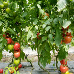 [당일수확] [농장직송] 순용네 친환경 무농약 완숙토마토 5kg : 순용네농장