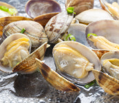 각종 조개류 및 조개살 모음전 : 주식회사오성식품