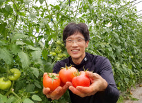 [당일수확] [농장직송] 순용네 친환경 무농약 완숙토마토 5kg : 순용네농장