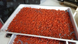 2024 지리산 하동 공드림재 국내산 햇 봉 건구기자 300g : 지산 농원