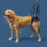 발토 강아지 고관절 탈구 보호대 대퇴골두 보조기 엉덩이 재활 노견 관절 Balto 점펫 : 점펫