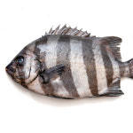 남해안 돌돔 횟감 손질 필렛 320g내외 돌돔회 줄돔 제철 생선회 : 응답하라 삼천포수산