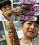 곡성 흑찰옥수수 자색 생 옥수수(25개 내외) 삶은 옥수수 1상자 (15개 내외) : 목화골 우리농산