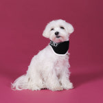 발토 강아지 목디스크 보호대 경추 보조기 목통증 완화 재활 넥카라 고양이 Balto 점펫 : 점펫