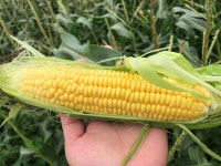 산지에서 발송하는 생으로 먹는 Non-GMO 초당옥수수 Sweet Corn : 영천복숭아