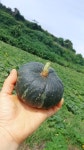 [제주푸름맘] 제주 유기농 못난 미니밤호박 보우짱 3kg(소과250g이하) : 제주푸름맘농장