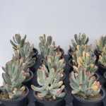 [메카다육]원종방울복랑금 랜덤발송(5개) : 메카다육