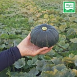 믿을 수 있는 친환경 제주 미니밤호박 3kg 5kg : 글라글라 제주농장