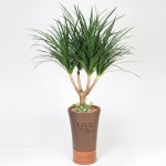 마지나타 화분 관엽 개업 집들이 이전 이사 축하 장식 선물 공기정화 전국 꽃배달 : 봄이와플라워