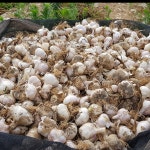 최대 주산지 전문화 단지 홍성 홍산마늘 1kg 종자, 종구, 도야, 단구 : 홍성몰