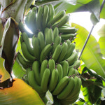 천하일품 제주 무농약 바나나 : 천하일품감귤농장