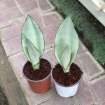 [율리아정원]문샤인 산세베리아 공기청정식물 키우기 화분 이태리 토분 : 율리아정원