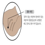 목스트레칭 담푸는법 목운동기구 비개 기능성베개 : 찐토끼