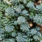 구슬 세덤 모종 노지월동 다육식물 키우기 다육이 꽃화분 재배농장 : 야생화나라