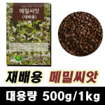 재배용 메밀씨앗 500g 1kg 국내산 : FLOHA