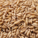 미미가 캐나다산 귀리쌀 1kg(1kgx1팩) /nf : 우리존농산