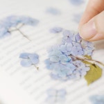 수국 꽃 압화 스티커 다꾸 책갈피 만들기 캘리그라피 재료 다이어리 폰케이스 소품 꾸미기 : 근처문구점